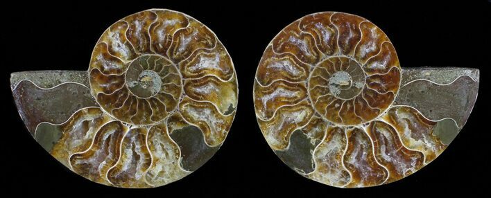 Polished Ammonite Pair - Agatized #59467